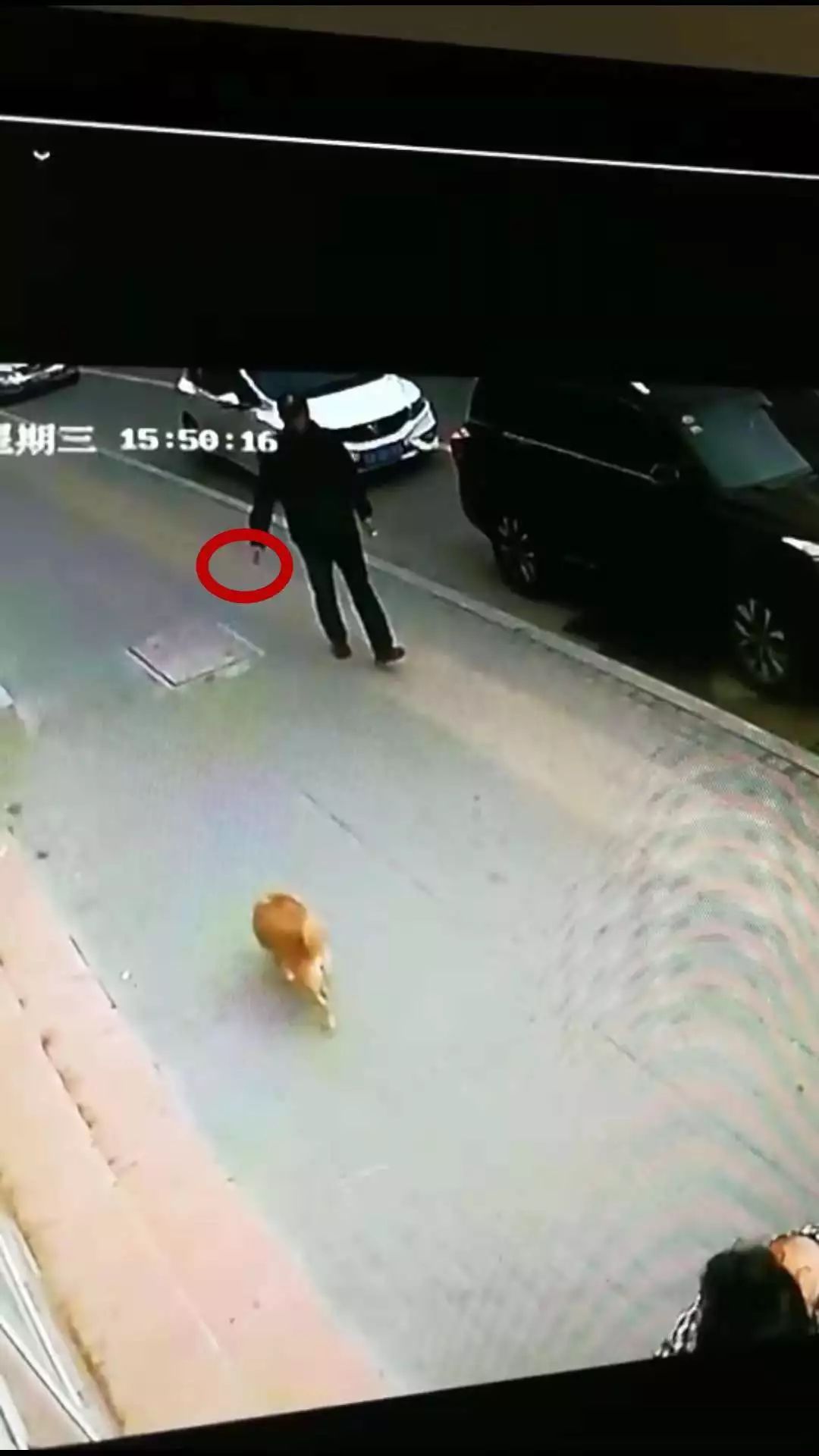 小区数十条宠物狗丧命 监控视频拍下让人气愤一幕